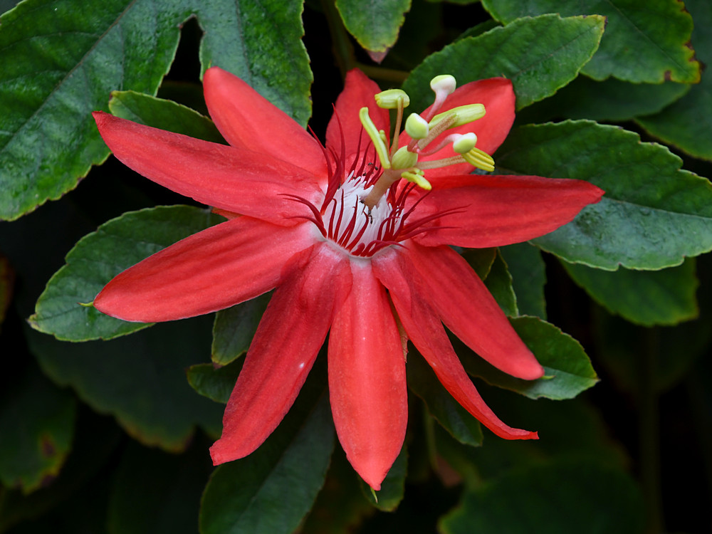 Passiflora2.jpg