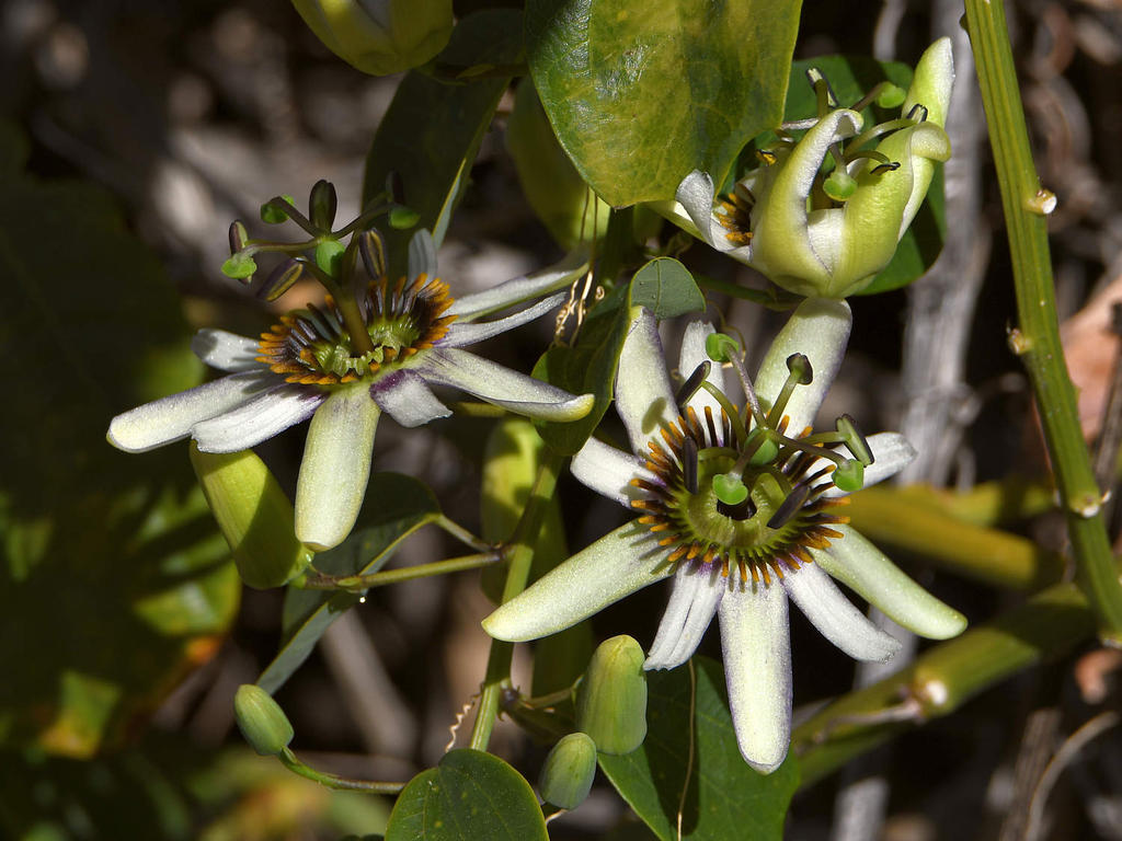 Passiflora2.jpg