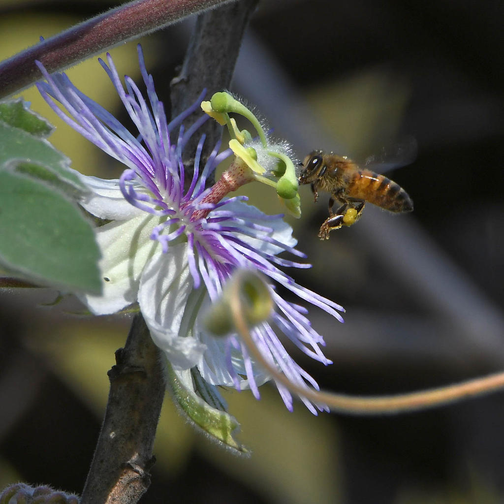 Passiflora2.jpg