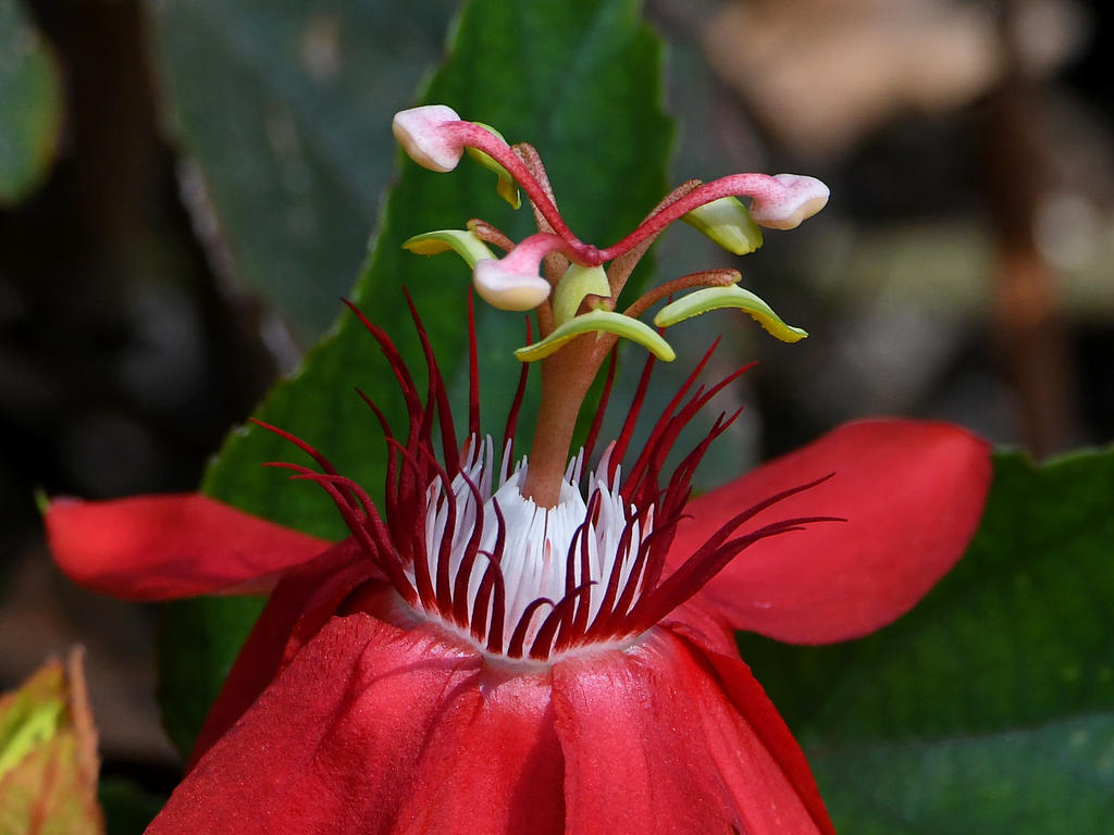 Passiflora2.jpg