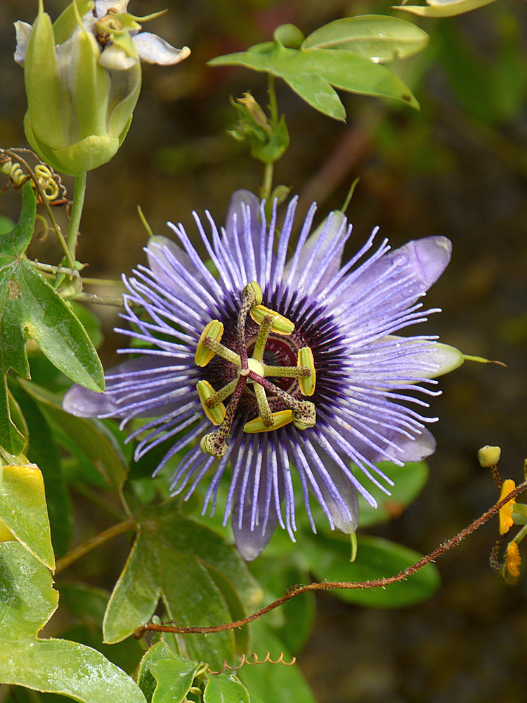 Passiflora3.jpg