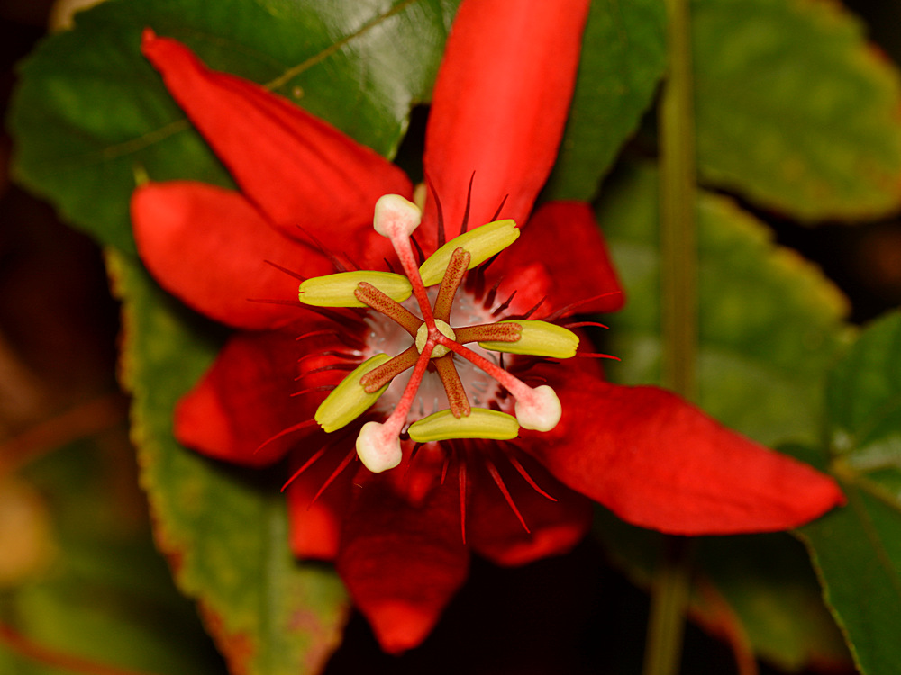 Passiflora3.jpg