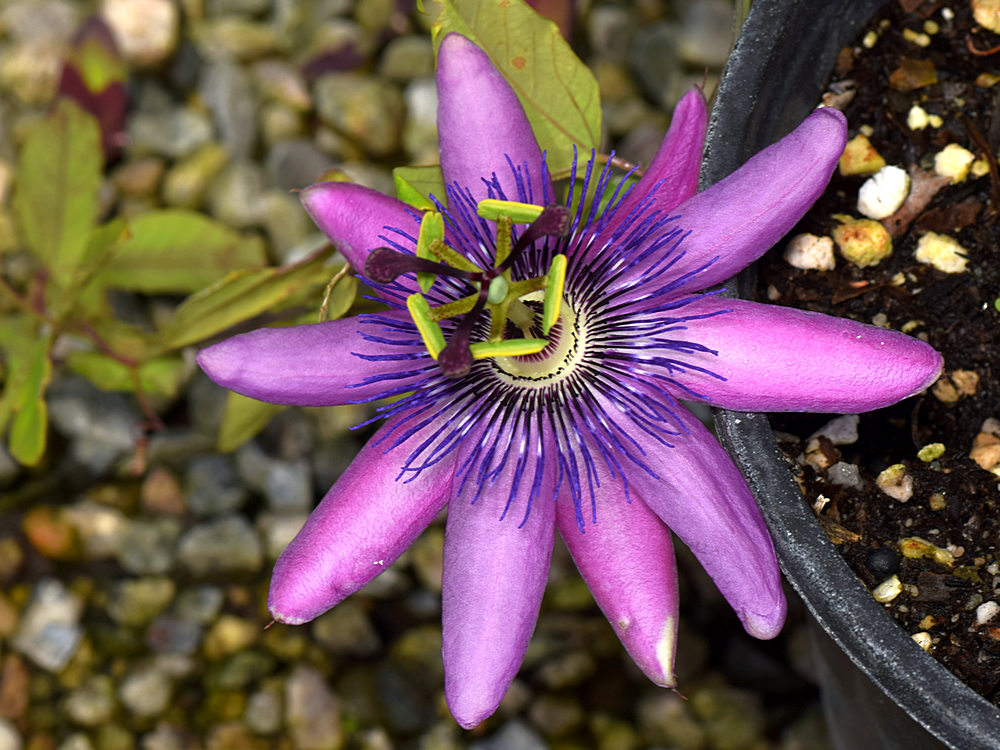 Passiflora3.jpg