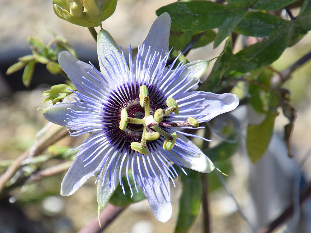 Passiflora3.jpg