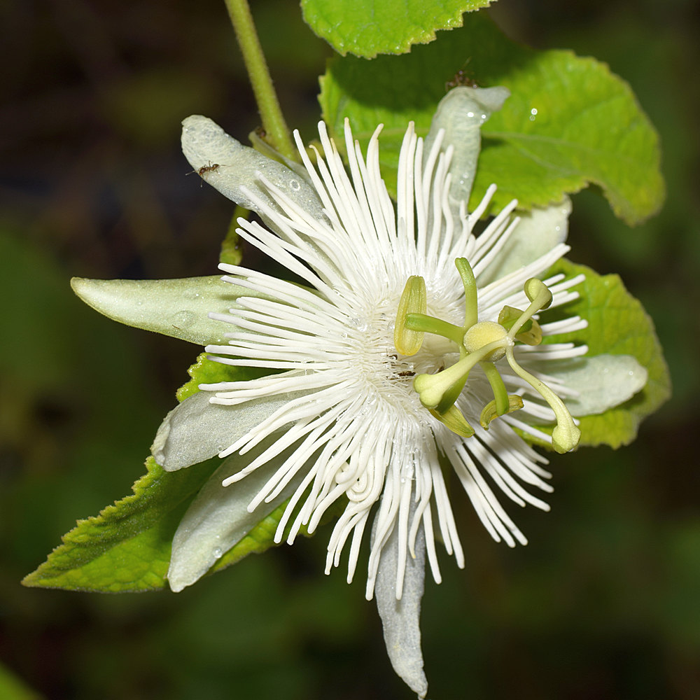 Passiflora3.jpg