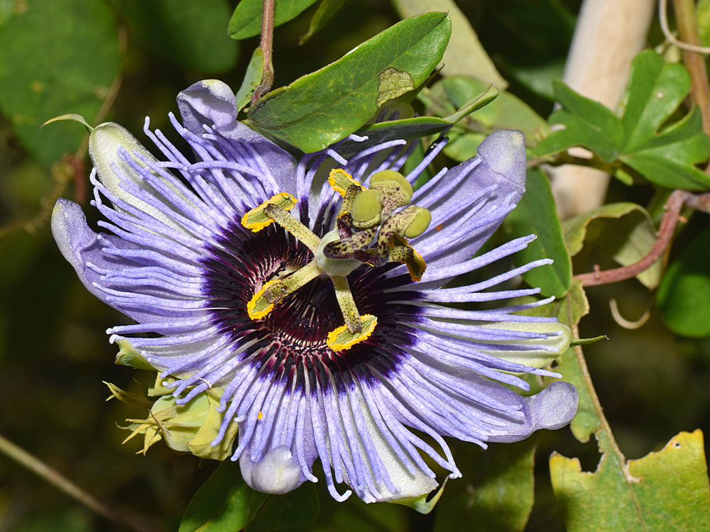 Passiflora3.jpg