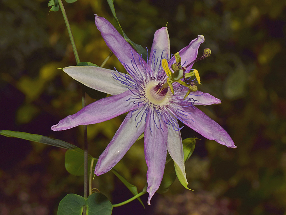 Passiflora3.jpg