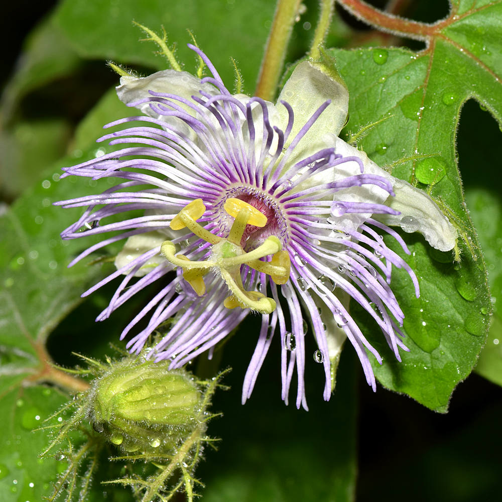 Passiflora3.jpg