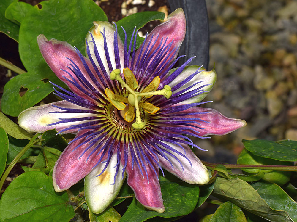 Passiflora3.jpg