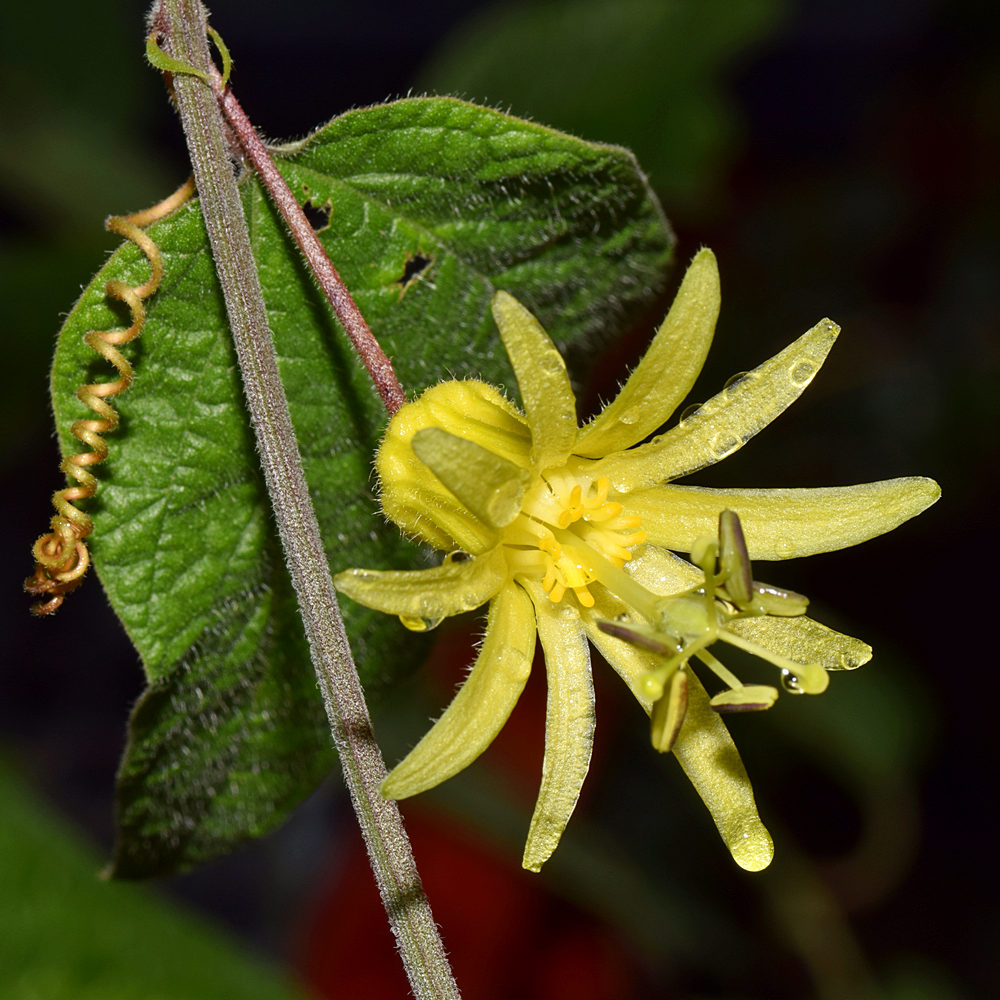 Passiflora3.jpg