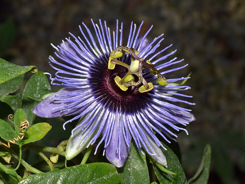 Passiflora3.jpg