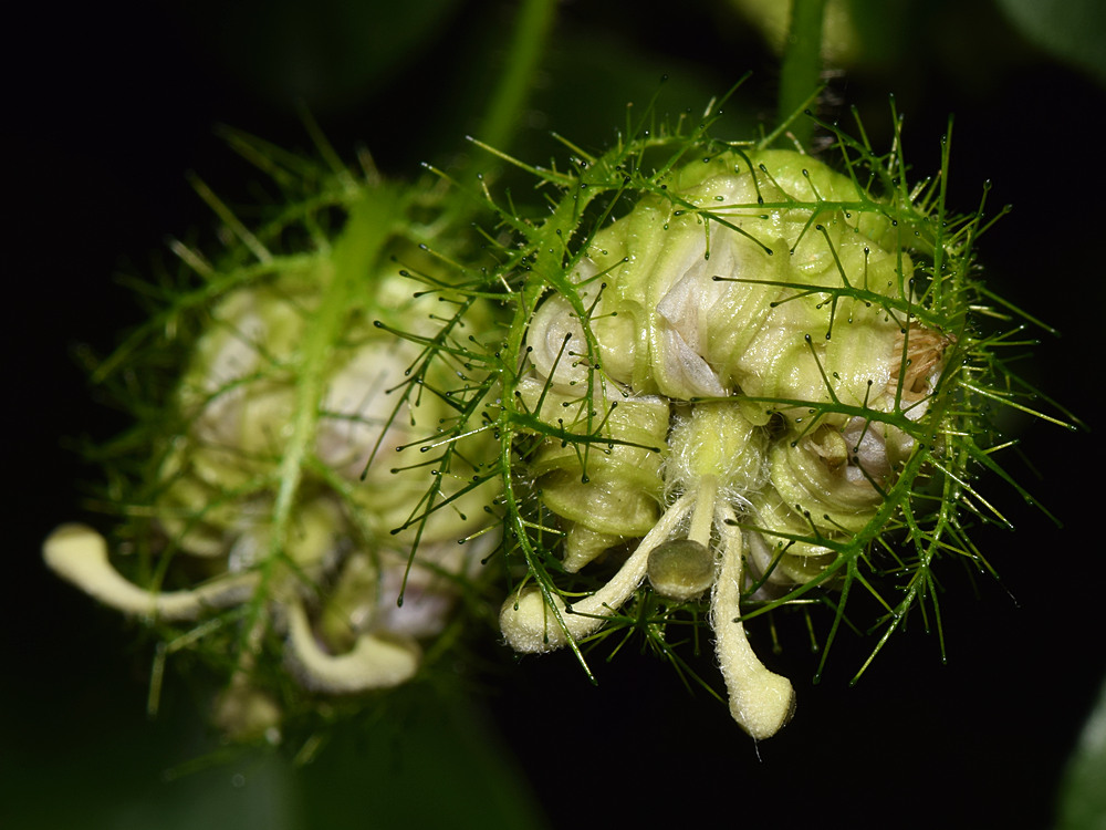 Passiflora3.jpg