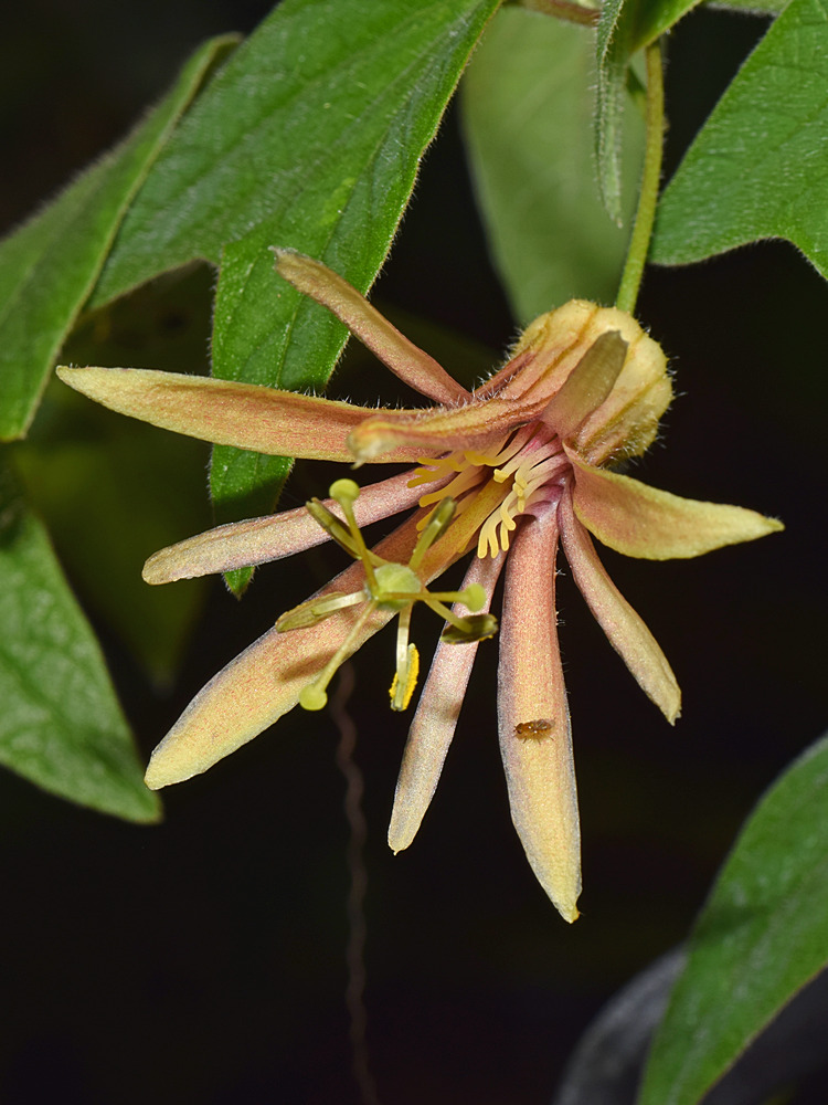 Passiflora3.jpg