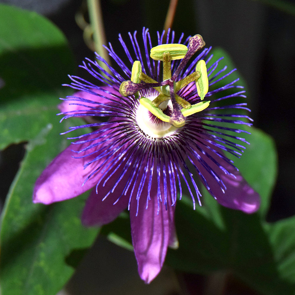Passiflora3.jpg