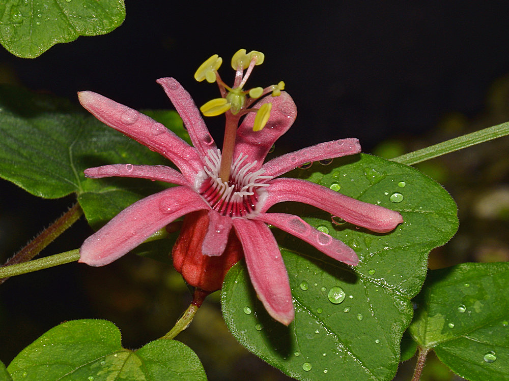 Passiflora3.jpg