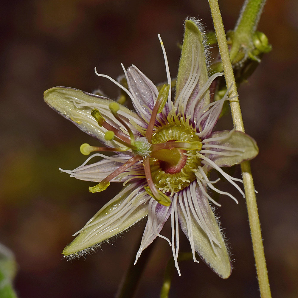 Passiflora3.jpg