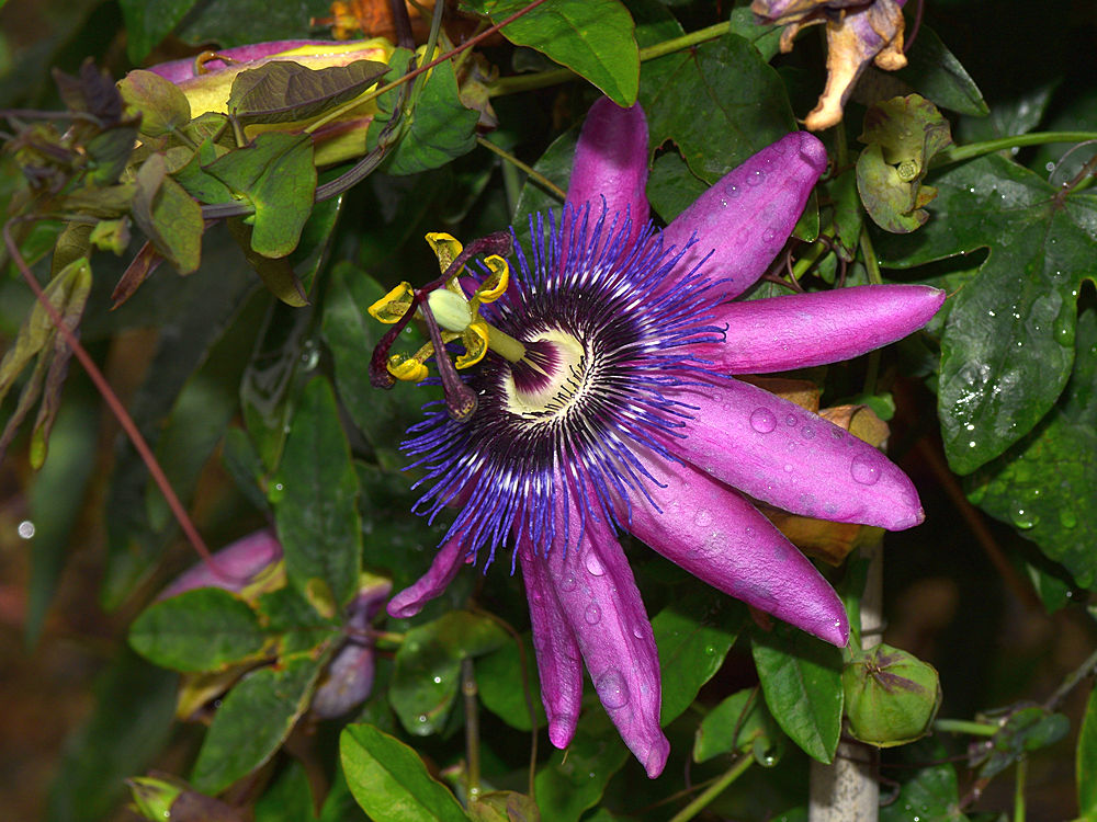 Passiflora3.jpg