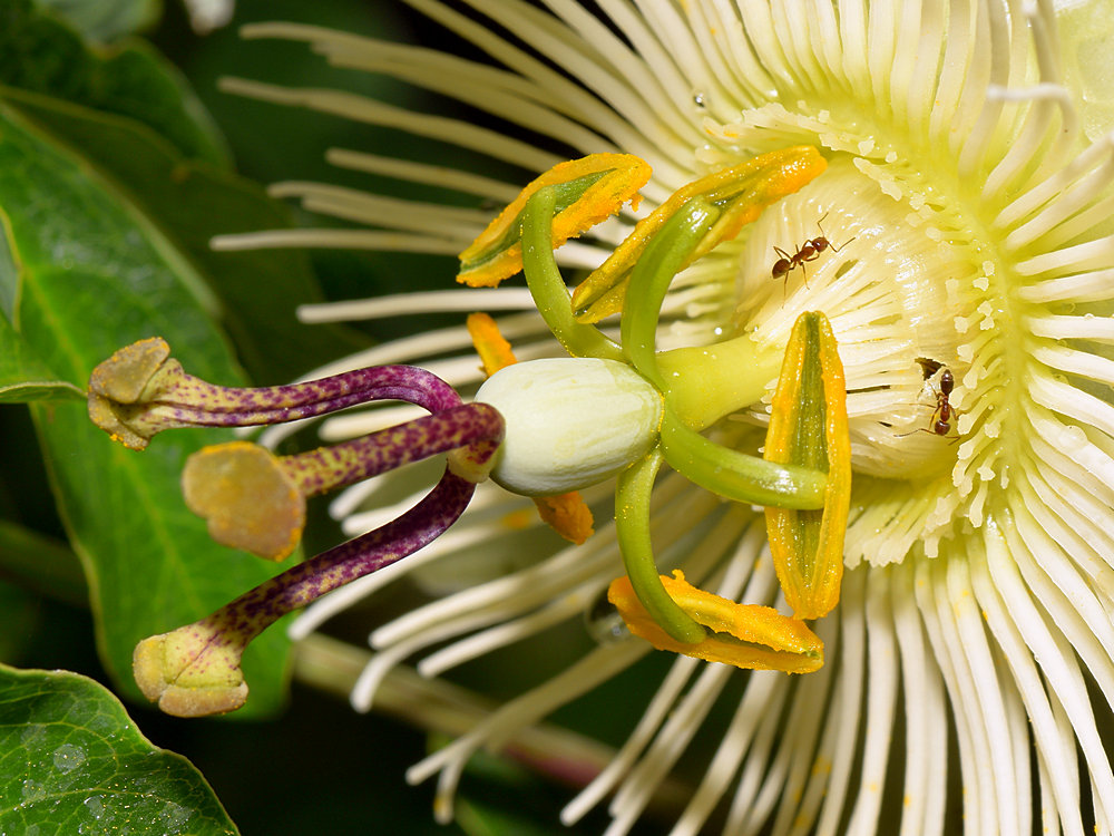 Passiflora3.jpg