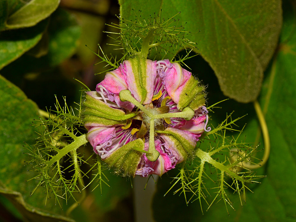 Passiflora3.jpg