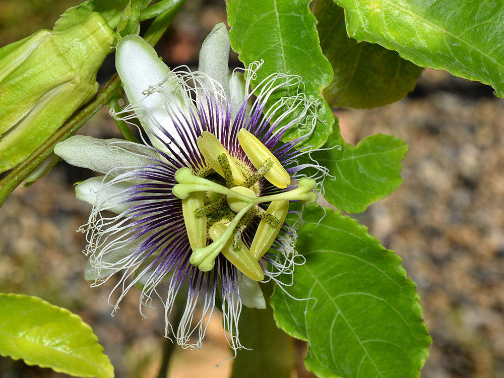 Passiflora3.jpg