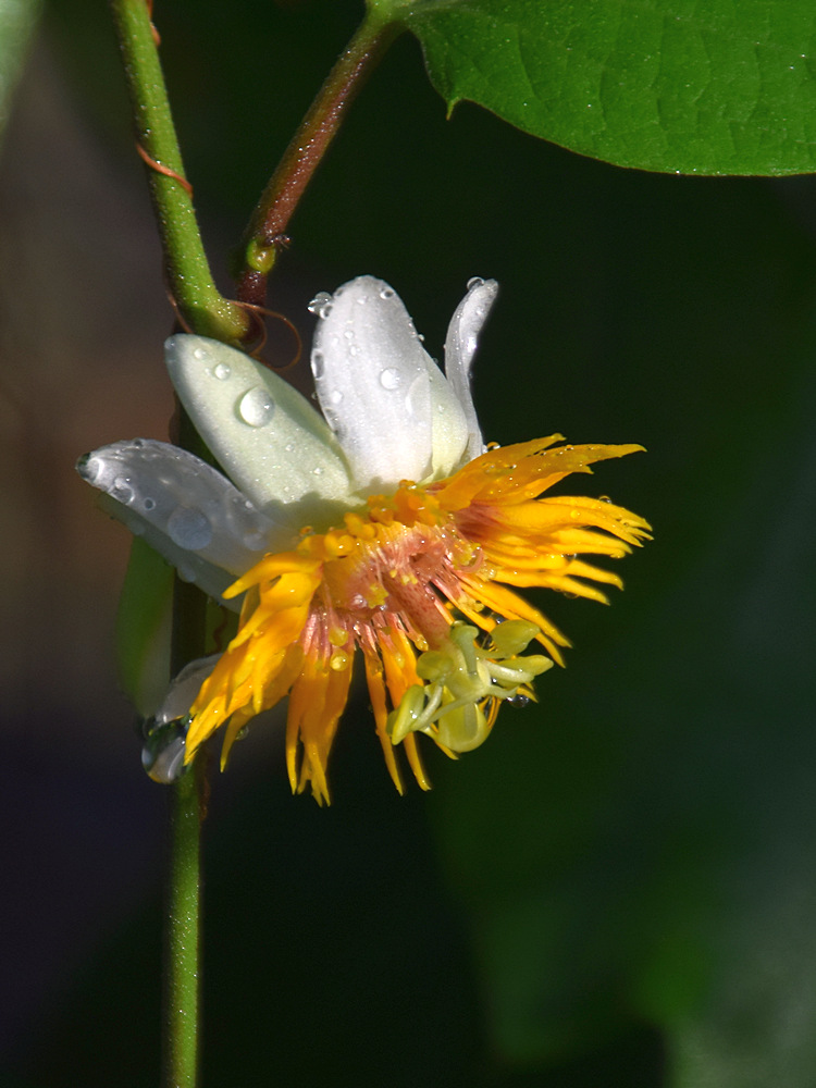 Passiflora3.jpg