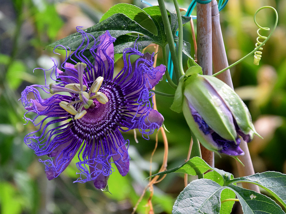 Passiflora3.jpg