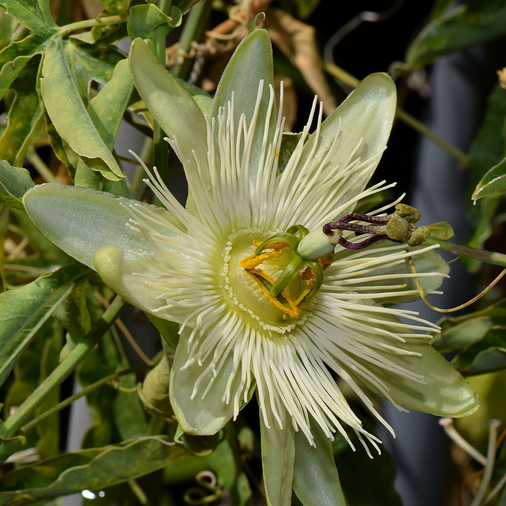 Passiflora3.jpg