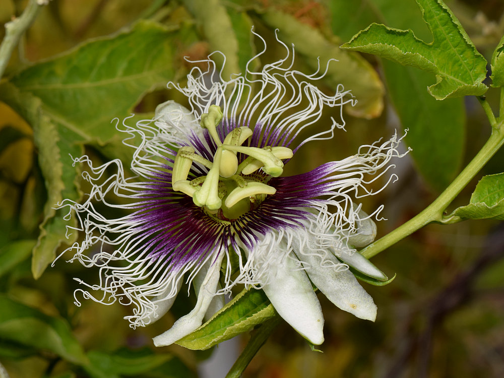 Passiflora3.jpg