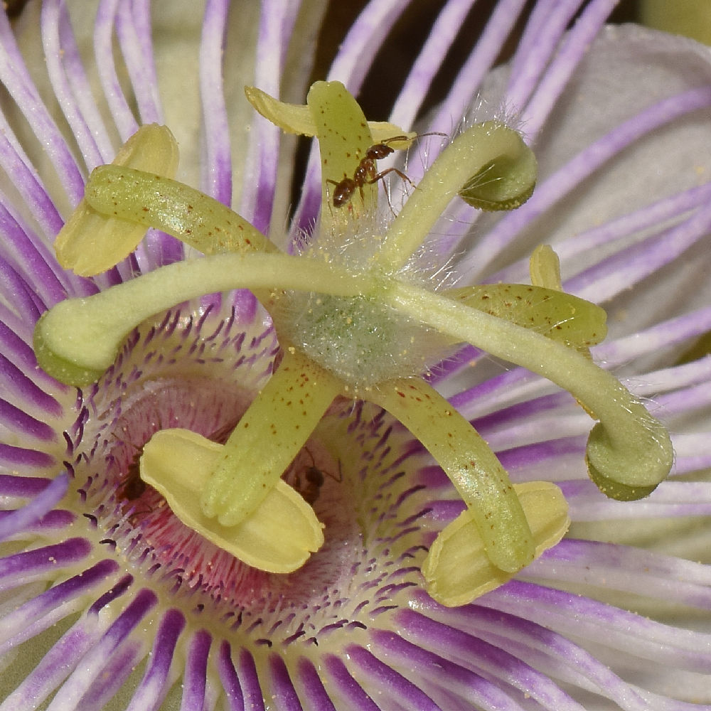 Passiflora3.jpg