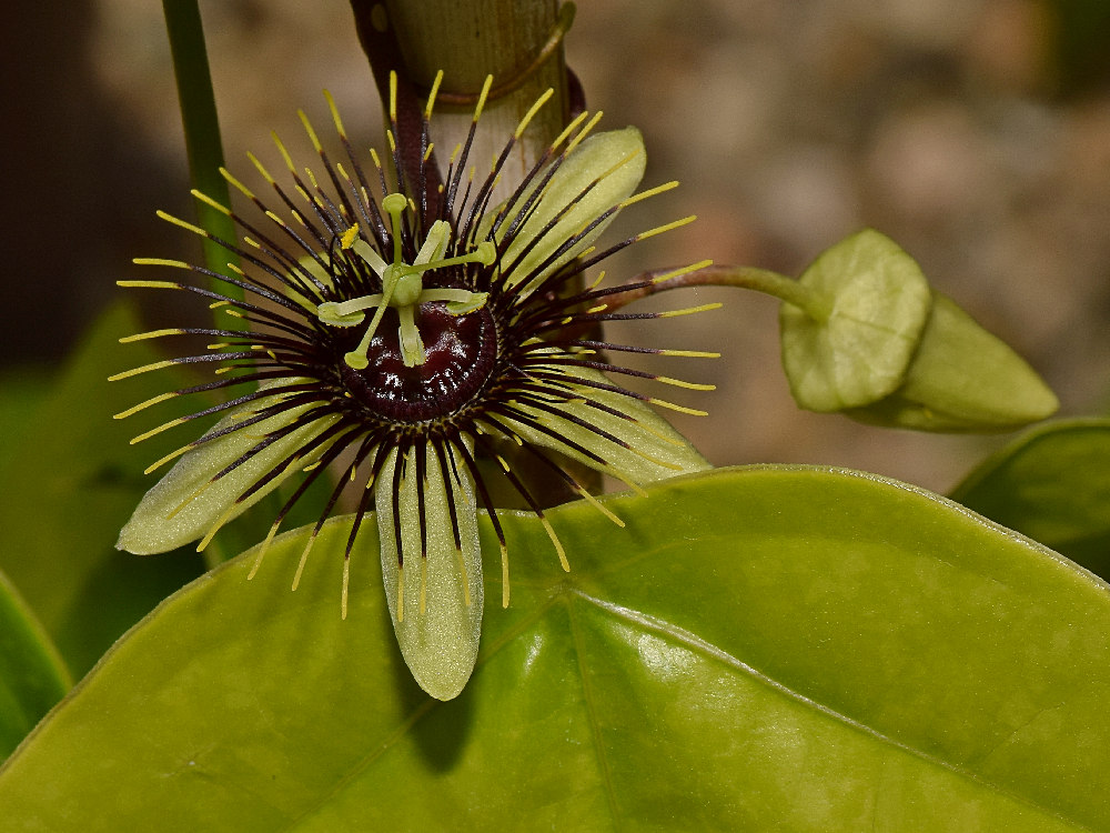 Passiflora3.jpg