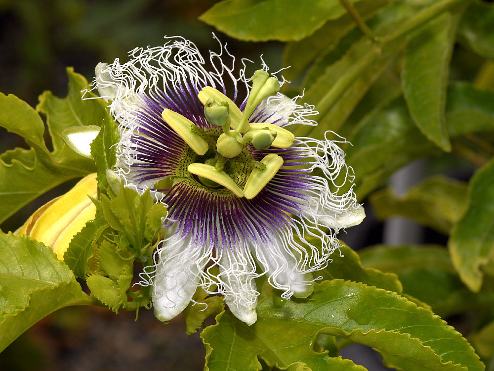 Passiflora3.jpg