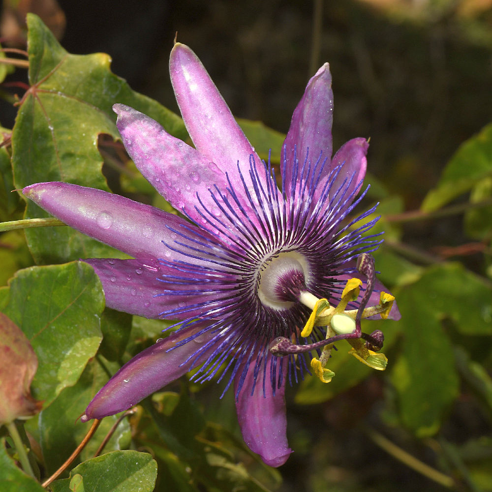 Passiflora3.jpg