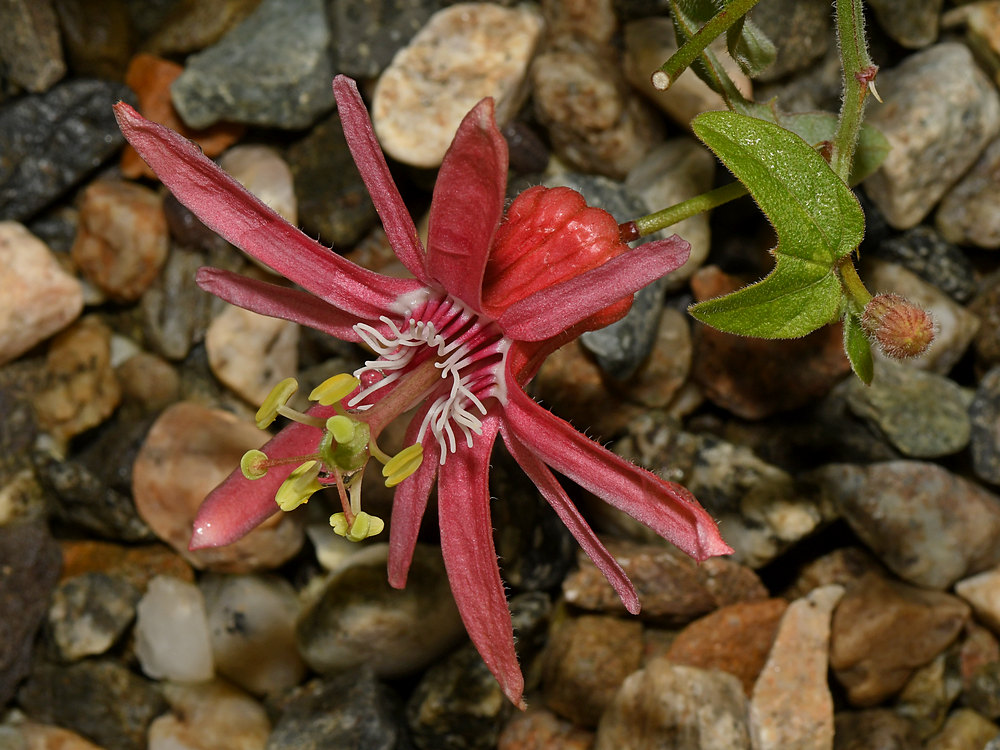 Passiflora3.jpg