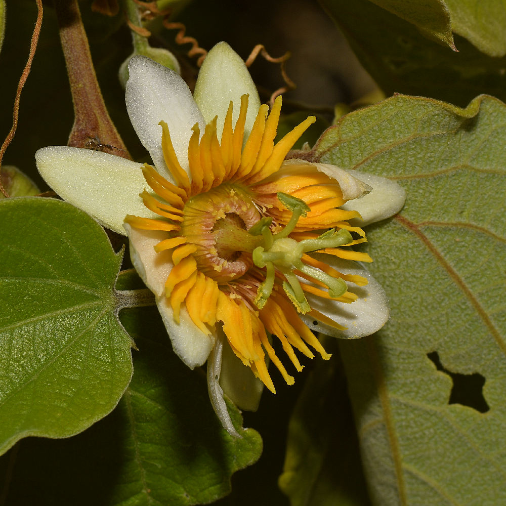 Passiflora3.jpg