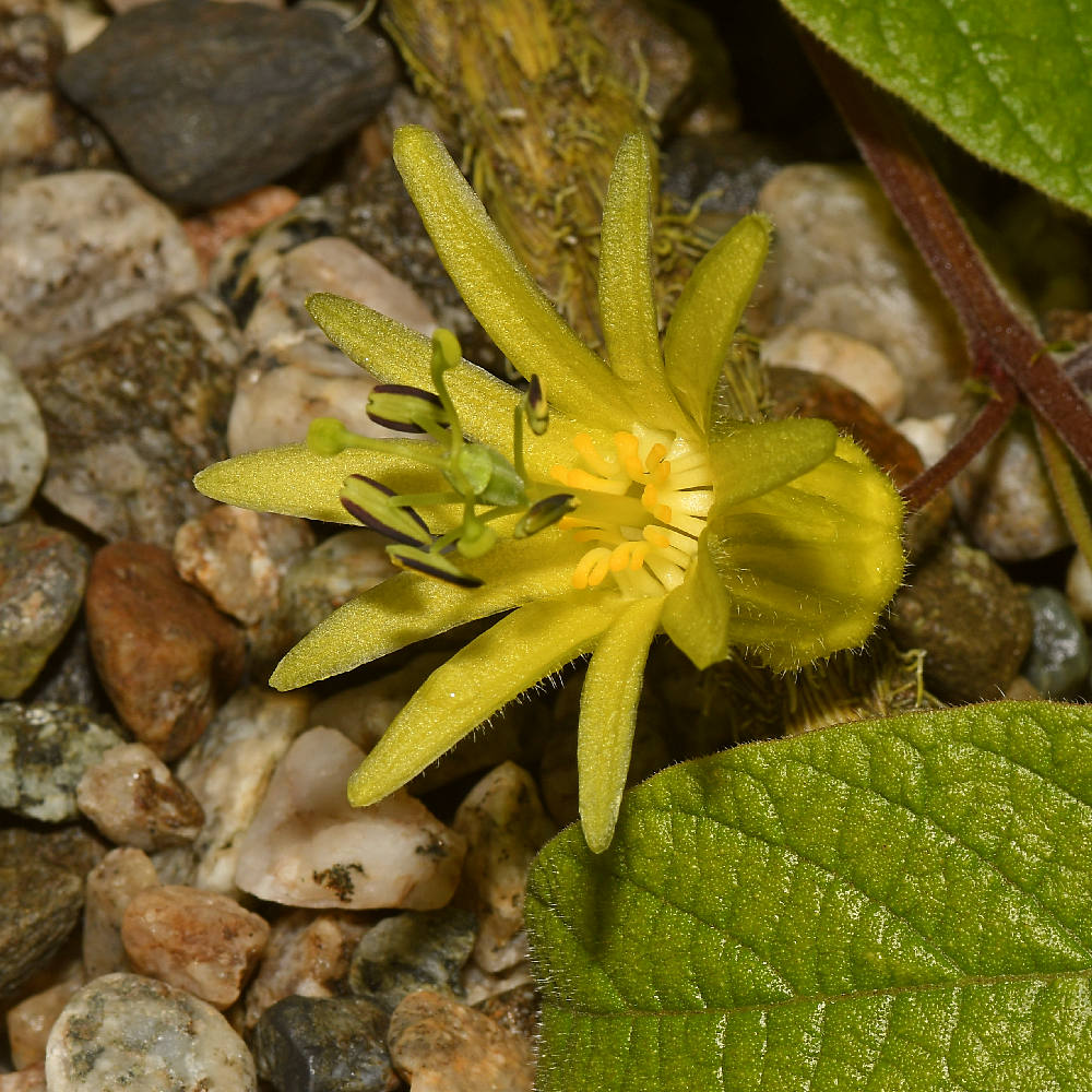 Passiflora3.jpg