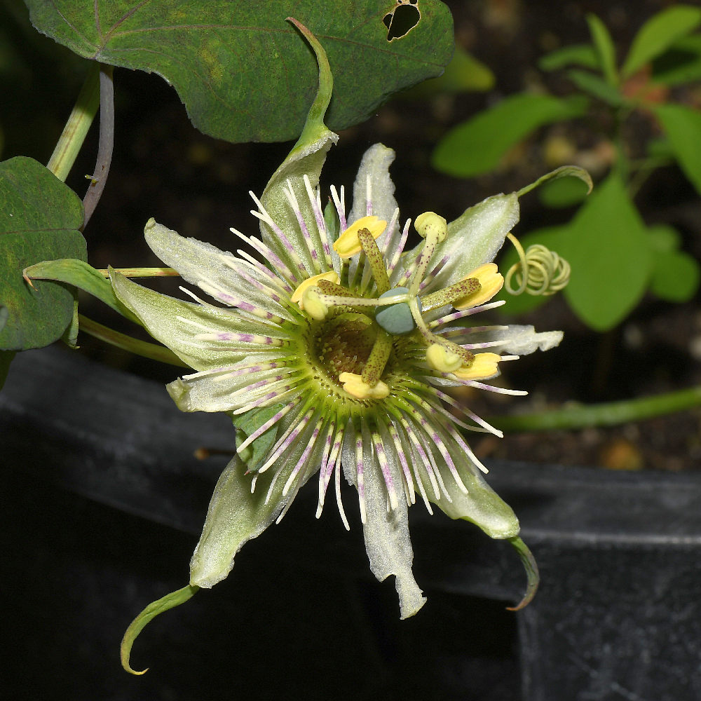 Passiflora3.jpg