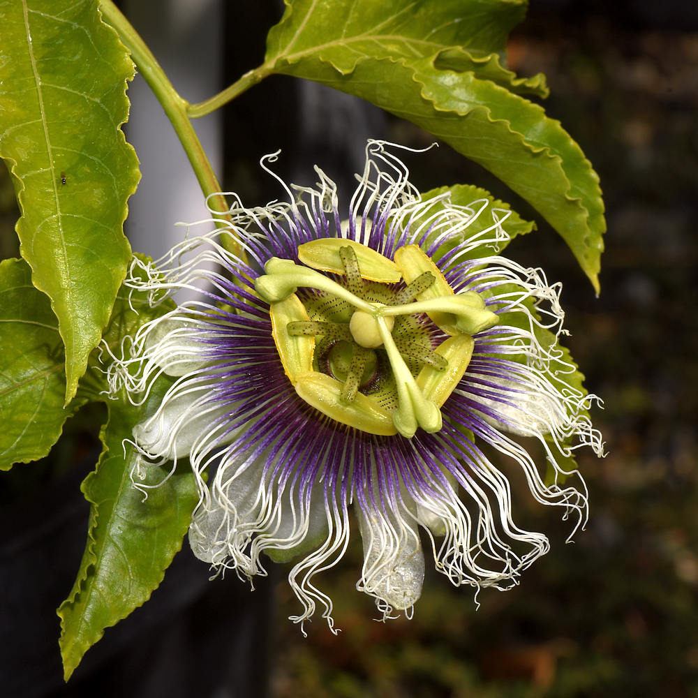Passiflora3.jpg