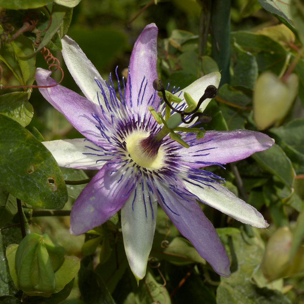 Passiflora3.jpg