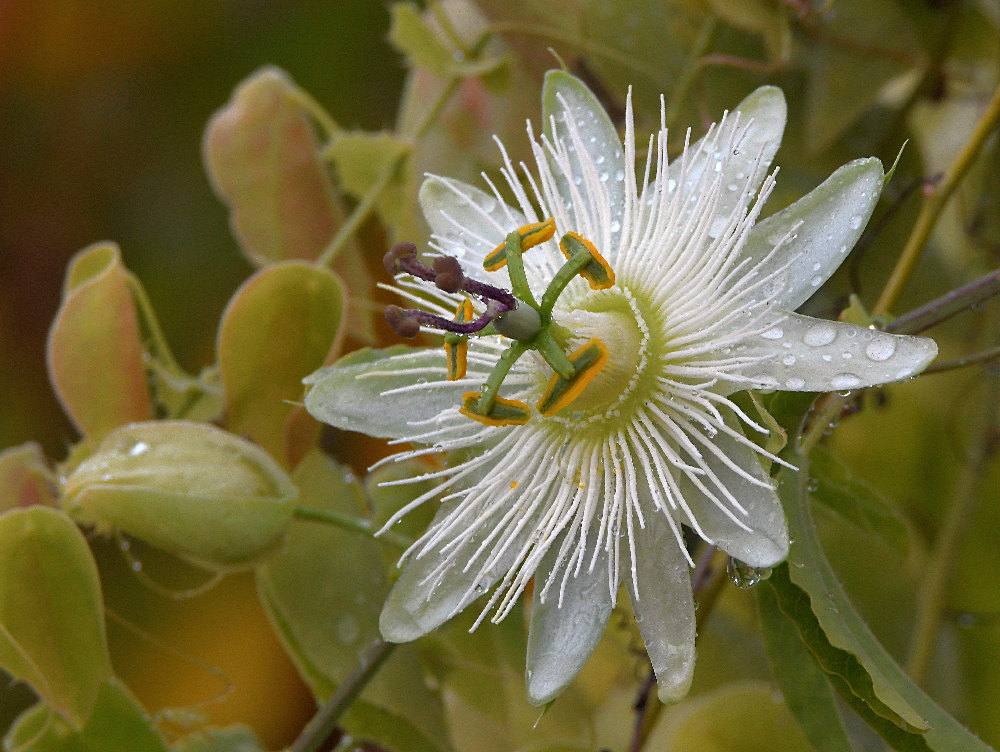 Passiflora3.jpg