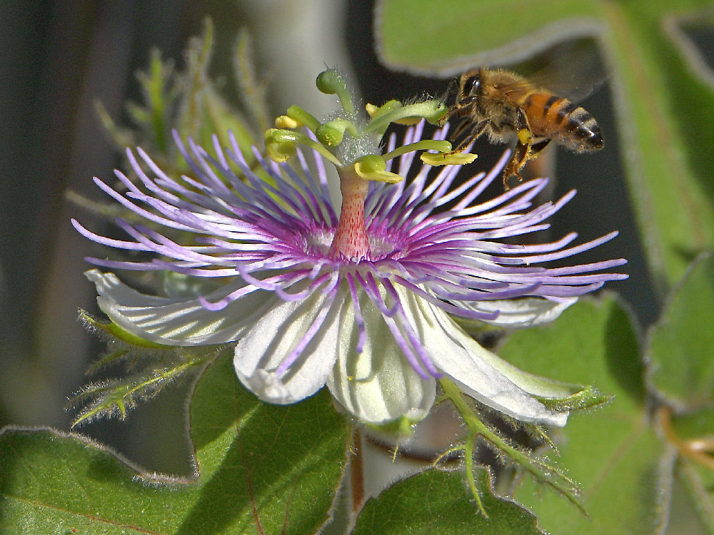 Passiflora3.jpg