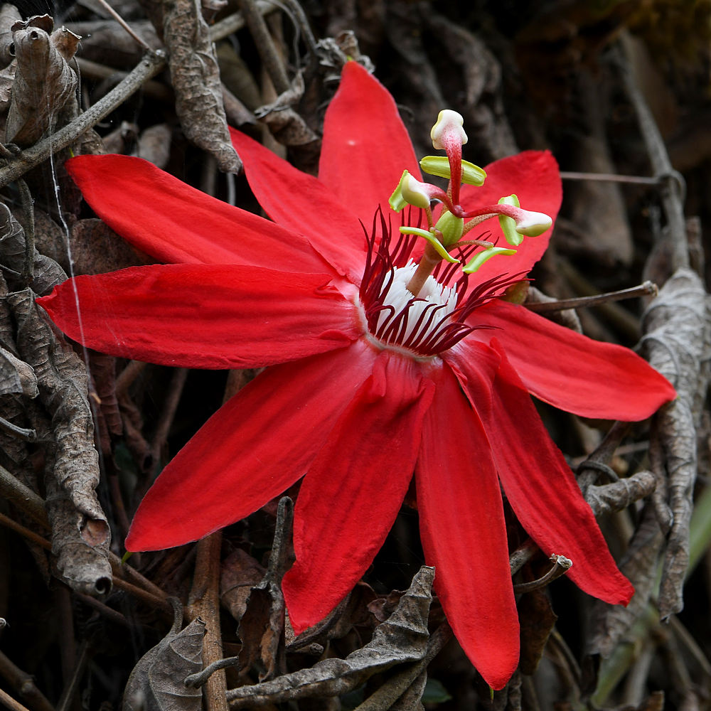 Passiflora3.jpg