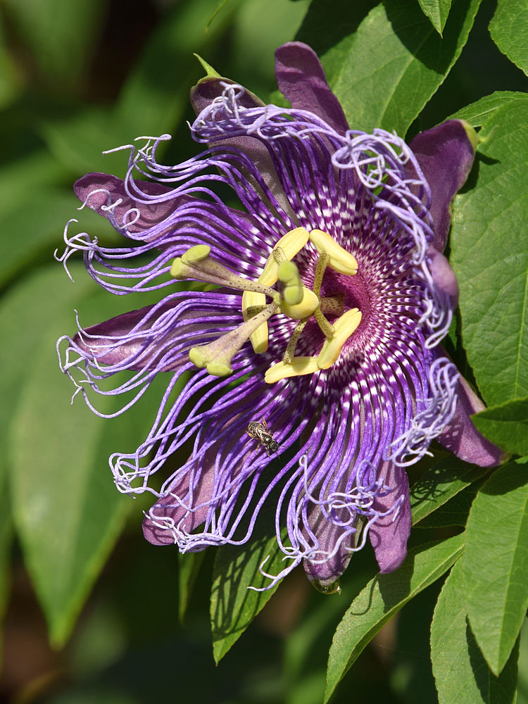Passiflora3.jpg