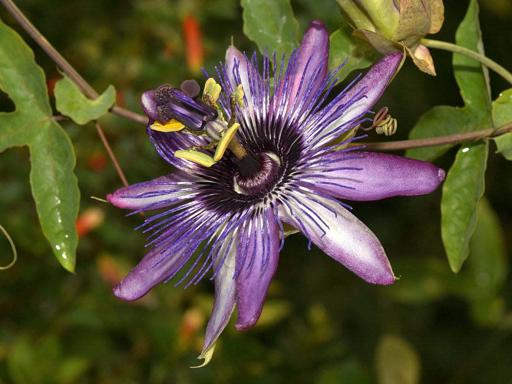 Passiflora3.jpg