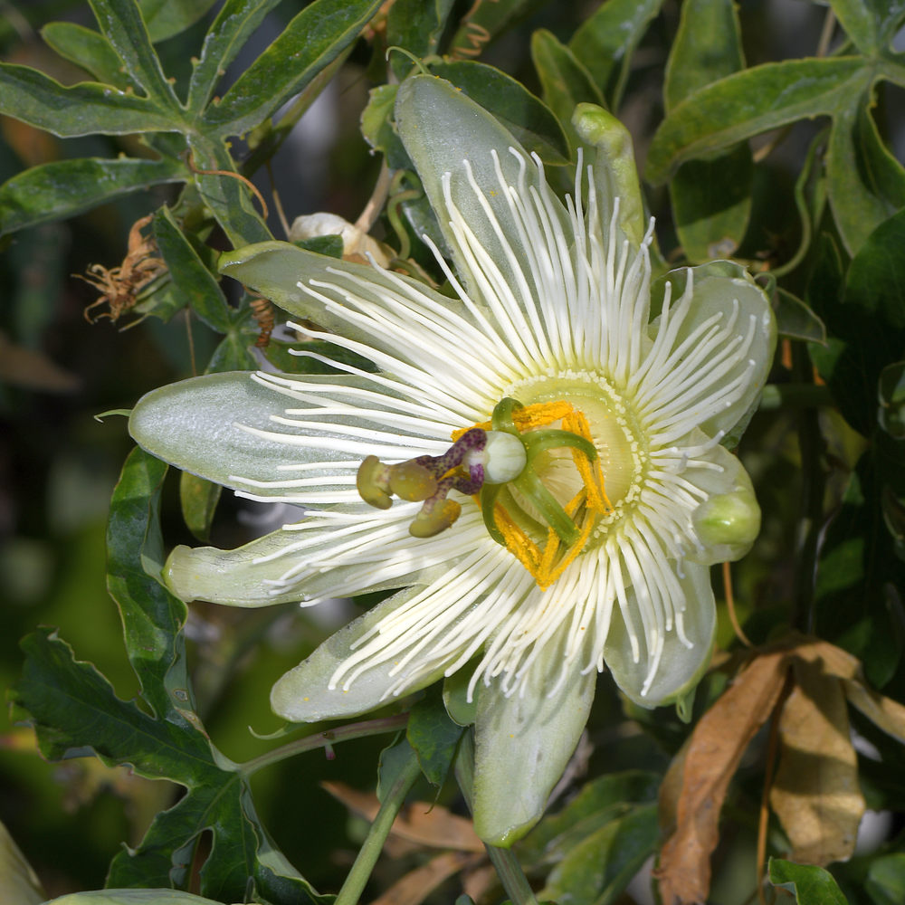 Passiflora3.jpg
