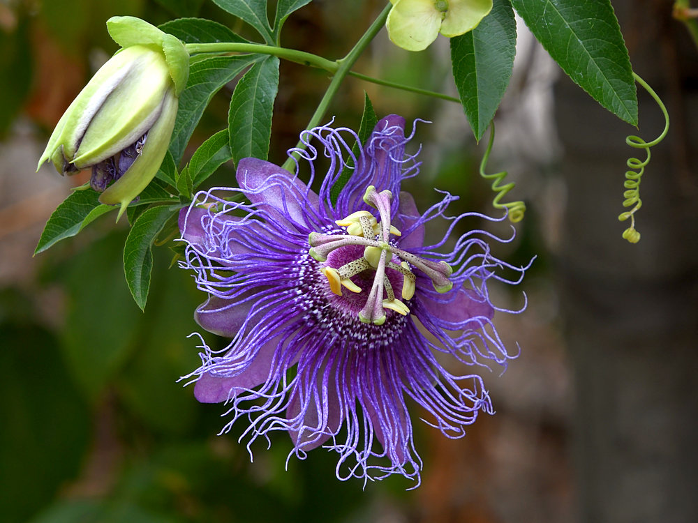 Passiflora3.jpg