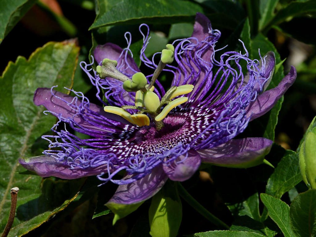 Passiflora3.jpg