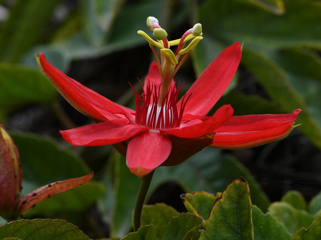 Passiflora3.jpg