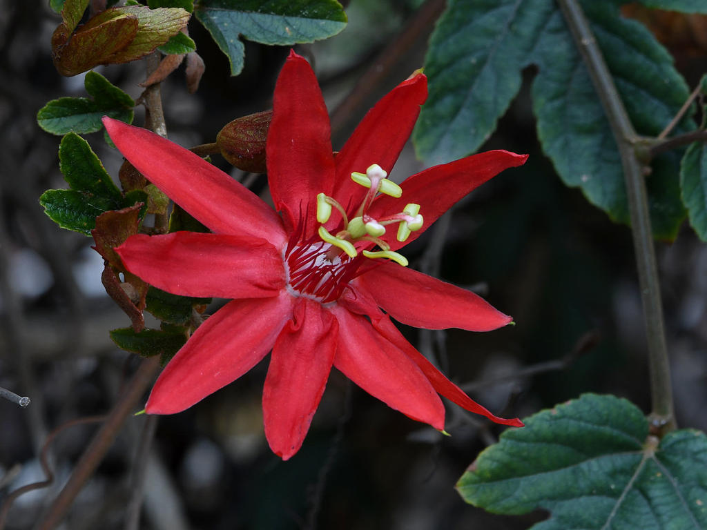 Passiflora3.jpg