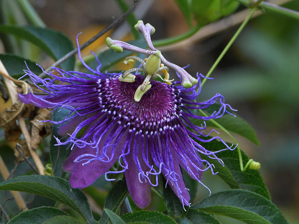 Passiflora3.jpg