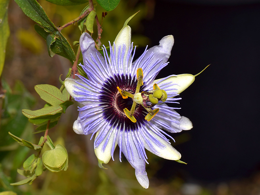 Passiflora4.jpg